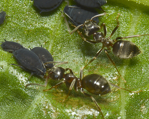 aphis_rumicis_tended_by_lasius_niger_c2014-05-17_11-55-51ew